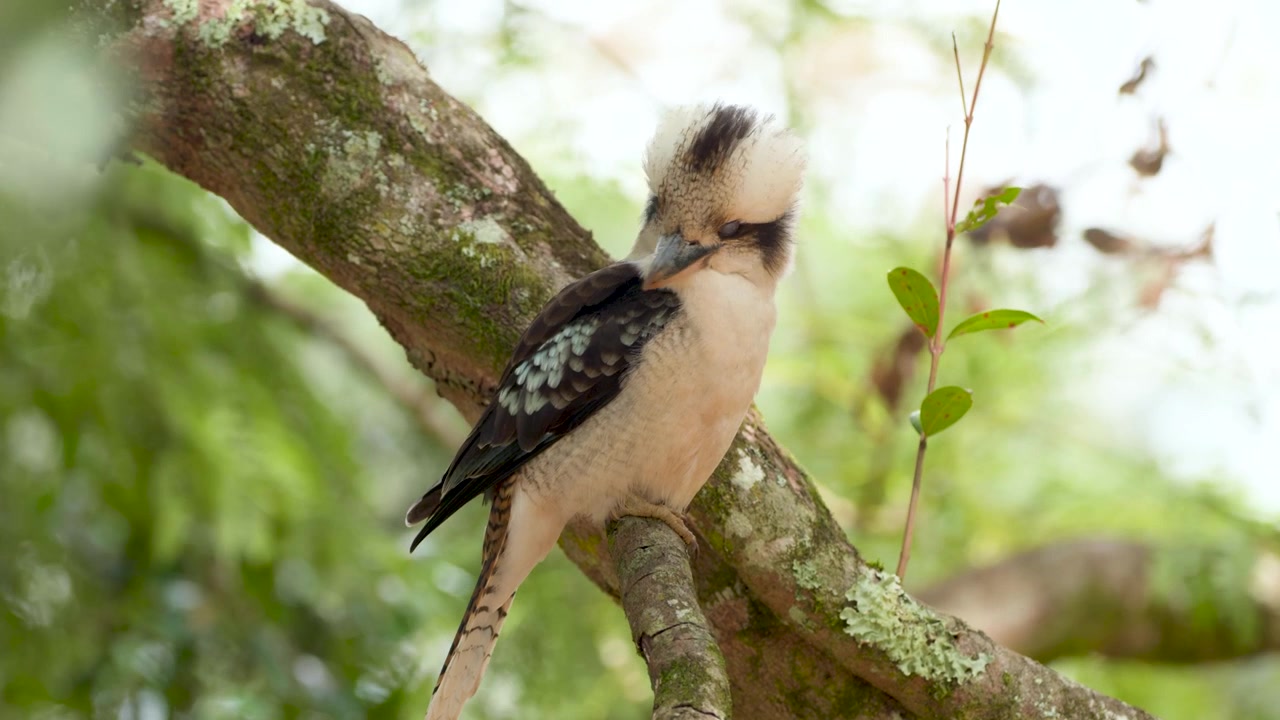Cucaburra posada en la rama de un árbol en el Monte Tamborine, Queensland, Australia
