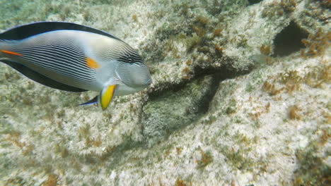 tropical fish sohal surgeonfish acanthurus sohal