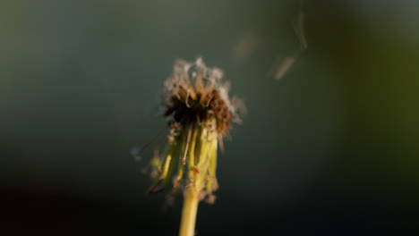 dandelion head flashes and burns in a fire. slow motion video