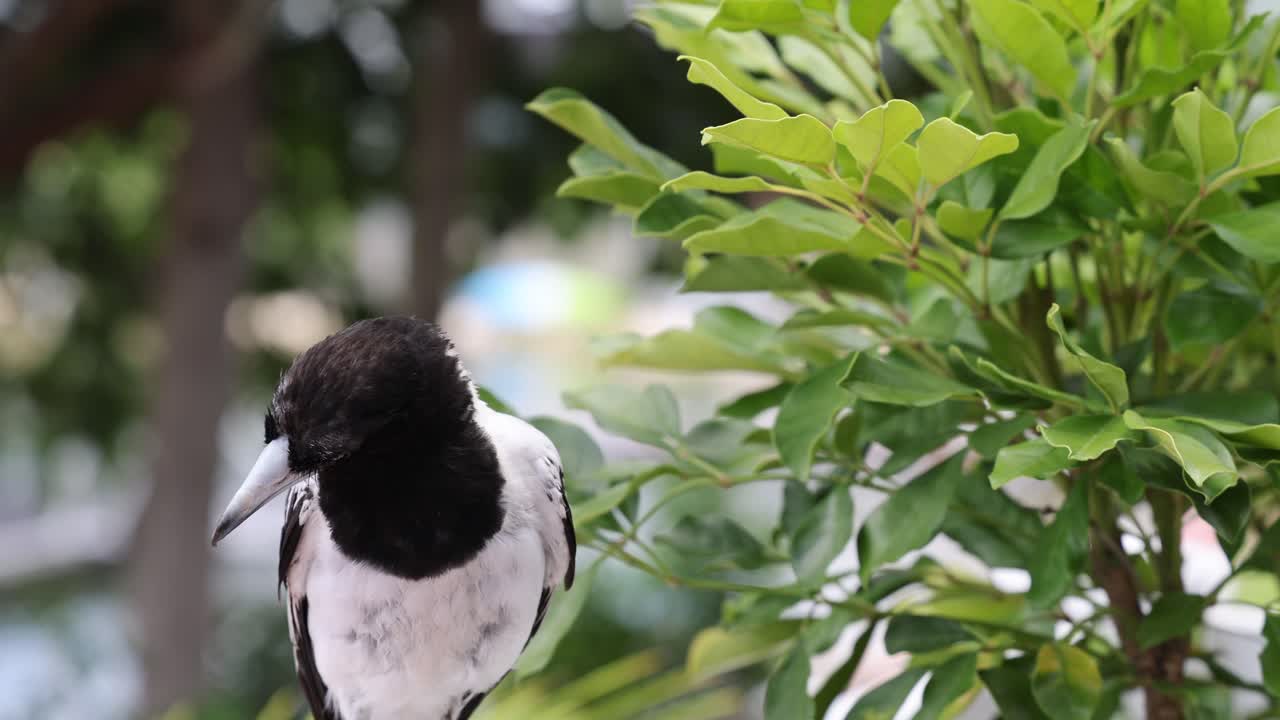 una urraca gira su cabeza en un entorno frondoso