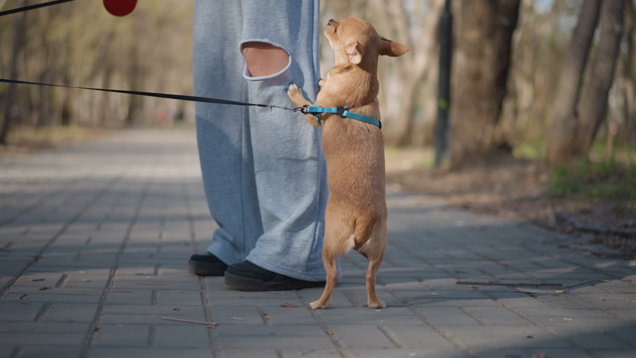햇빛이 비치는 나무가 늘어선 공원 길에서 찢어진 청바지를 입은 사람이 빨간색 자동 줄을 잡고 있고, 작은 황갈색 강아지가 주인의 다리에 매달려 점프하고 있어요. 작은 개의 발이 주머니를 향해 뻗어 장난스럽게 잡아당기고, 발걸음을 맞춰 걷고 있네요.