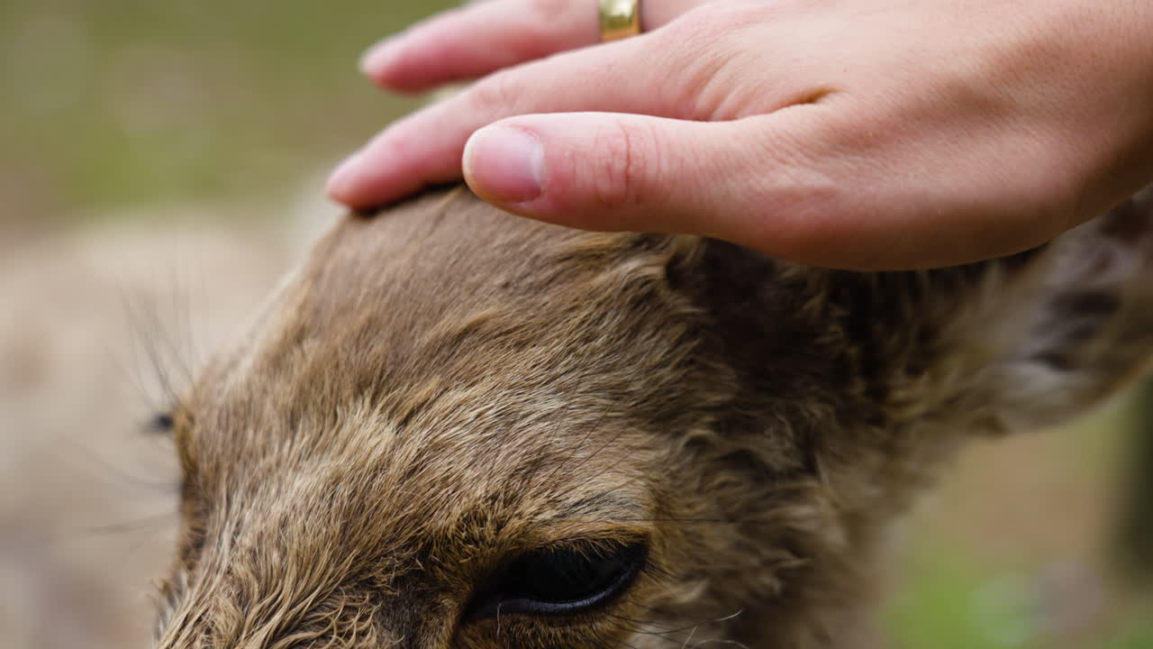 황금 보석 을 착용 한 손 이 갈색 나라 사 ⁇  을  ⁇ 는 느린 움직임 의  ⁇