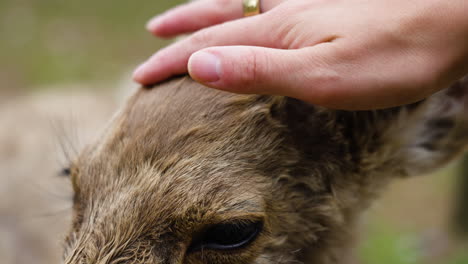 slow motion shot of a hand wearing gold jewelry patting a brown nara deer