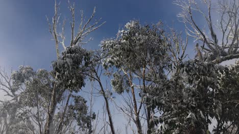 A-slow-motion-shot-looking-up-at-the-canopy-of-some-eucalyptus-trees-with-snow-in-it