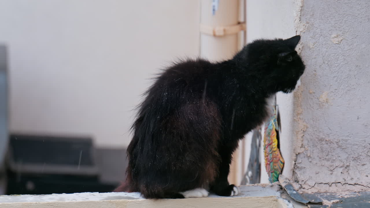 Close up of a black cat shaking on a ledge in the rain