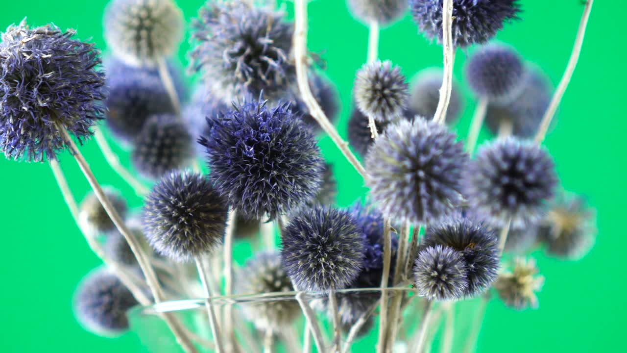 cardo púrpura silvestre girando sobre un fondo verde
