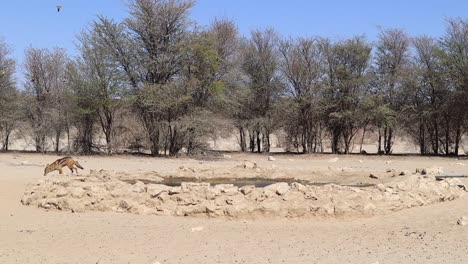 black backed jackal chases namaqua sand grouse at watering hole