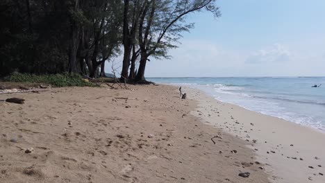 Landscape-panning-view-of-the-white-sea-sand-beach-with-sea-pine-tree-near-beach-slowly-camera-panning-in-summer-daytime-with-some-wind-blowing-in-Phuket,-Thailand---in-slowmotion-4k-UHD-video