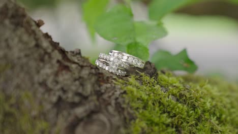 beautiful wedding rings on moss and bark