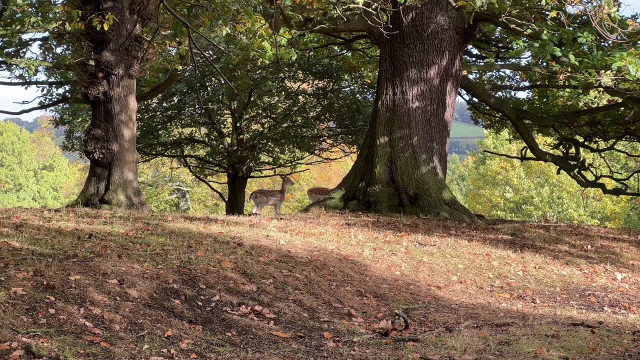 Video footage of wild deer, stag grazing in the countryside under wooded area