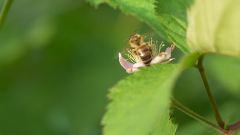 Honey-Bee-Macro-Shot-Collecting-Nectar-Pollen-on-Flowering-Blackberry,-Hover-and-Flying-Away-in-Slow-motion