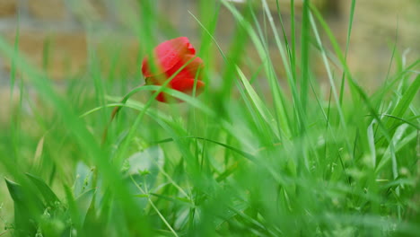 Rote-Tulpenblume-Blüht-Im-Frühling,-Naturgarten,-Grüne-Grasflora.