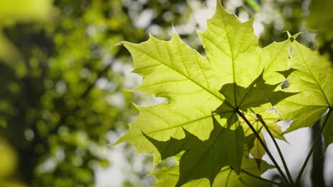 Una-Hoja-De-Arce-Meciéndose-En-El-Viento