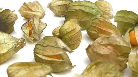 physalis aislado
