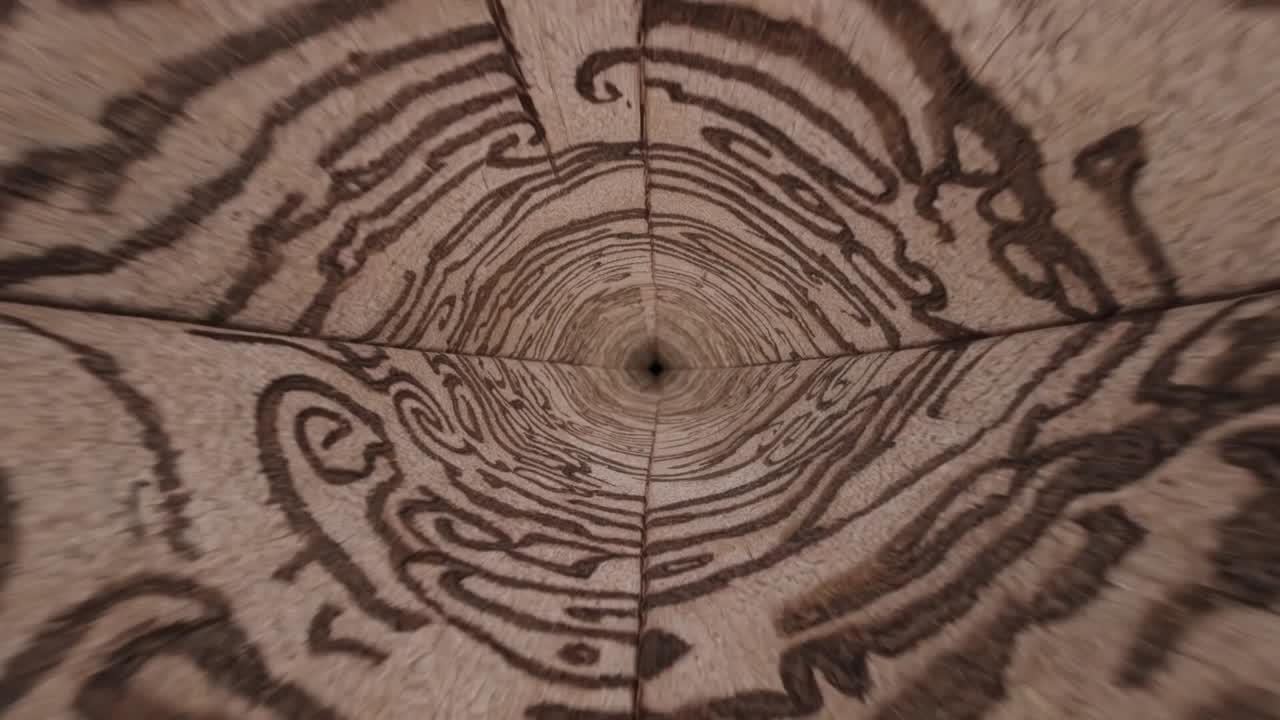 Spiral motion through textured wooden surface, showcasing intricate patterns and depth, creating a mesmerizing visual journey into the core of the material