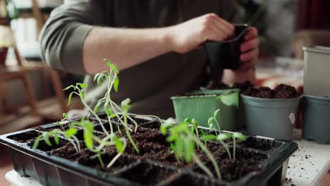 Plántulas-De-Hortalizas---Jardinero-Preparando-Macetas-Para-Trasplantar