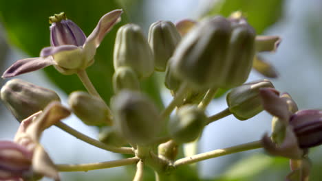 close up of a purple crown flower plant