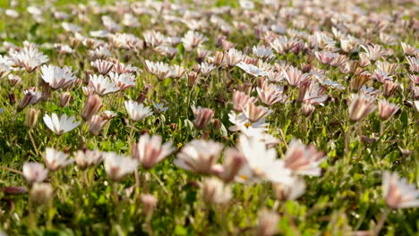 Gänseblümchen-In-Voller-Blüte-Wiegen-Sich-In-Der-Morgenbrise