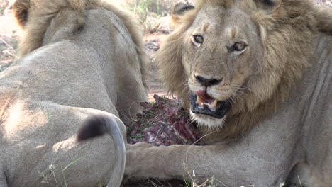 close up view of a panting lion in african wilderness