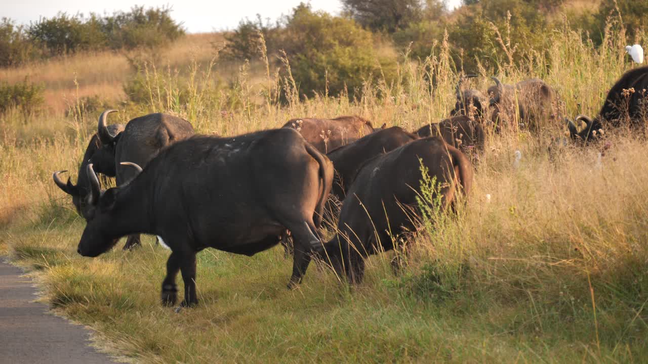 la manada de búfalos pasta al lado de la carretera con pájaros caminando entre ellos