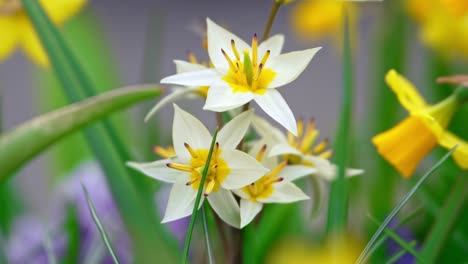 abeja volando sobre narcisos: primer plano de la polinización en el jardín de primavera