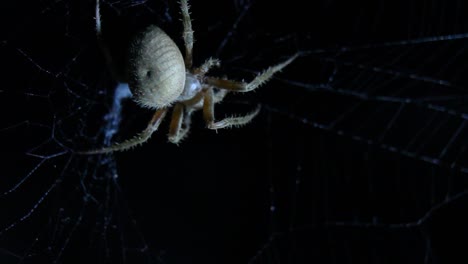 Orb-Weaver-Spinne-Essen-Nahaufnahme-Makro-Nachtaufnahme