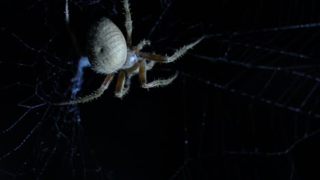 araña tejedora de orbe comiendo cerrar macro disparo nocturno