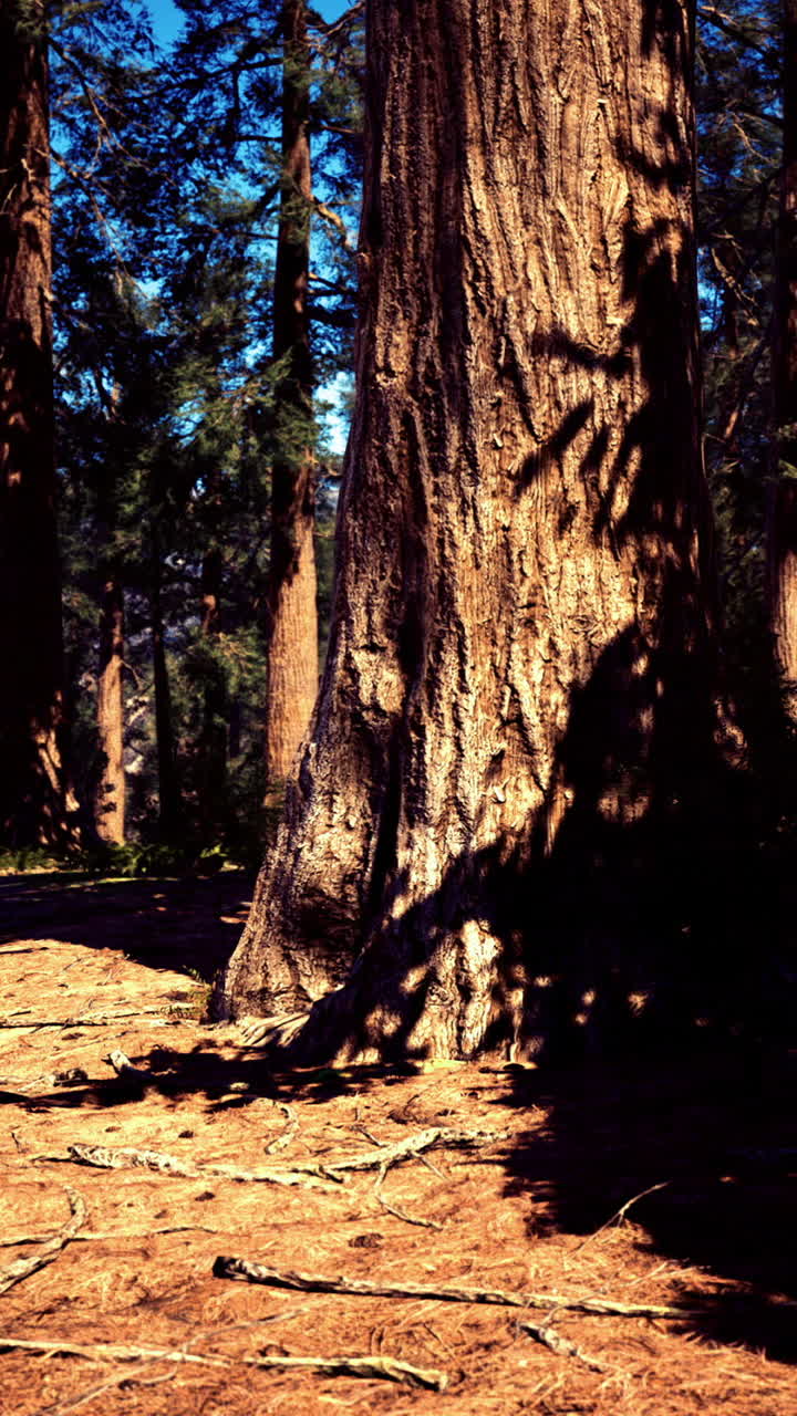 Tronchi di sequoia illuminati dal sole con ombre profonde e corteccia materica