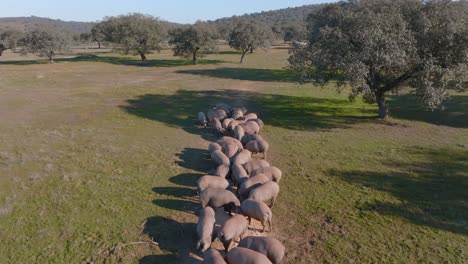 herd of pigs in dehesa spain