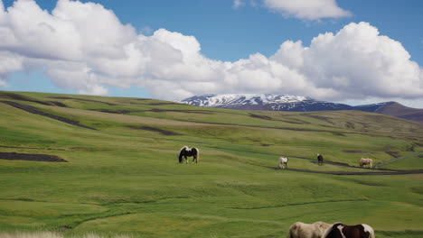 horses in a scenic landscape