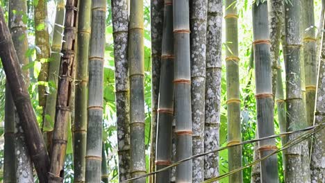 grandes troncos de bambú dentro de una selva tropical costarricense revelados por la inclinación de la cámara hacia arriba