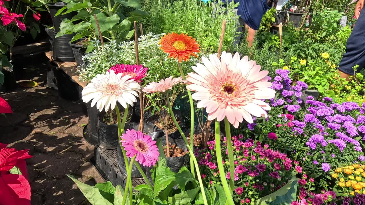 色鮮やかな花園を散策