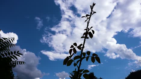 clouds pov through tree branches - clouds 4k rolling puffy cumulus cloud relaxation weather dramatic beauty atmosphere background