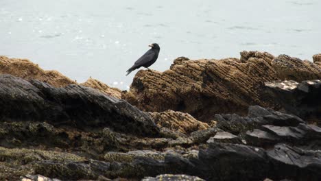 Seabird-on-jagged-rocks-with-sea-in-background