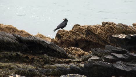 seabird on jagged rocks with sea in background