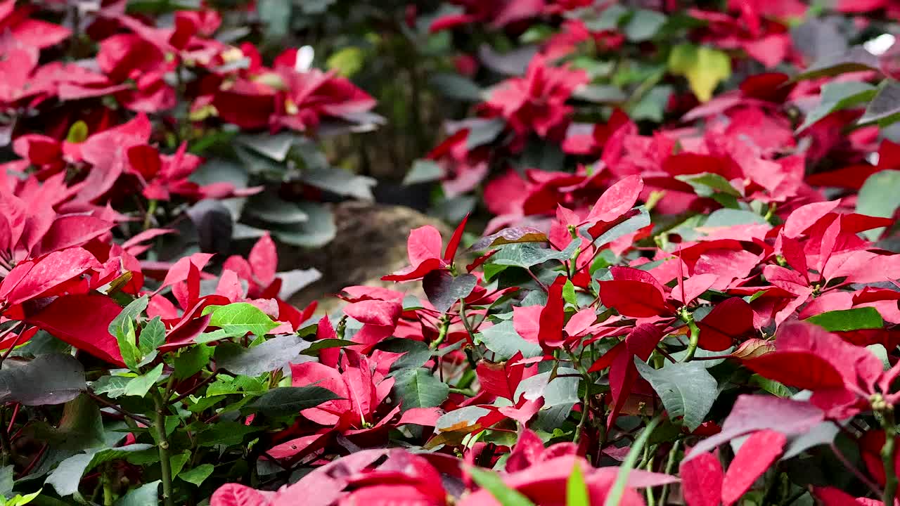flores rojas floreciendo en el jardín de hanoi