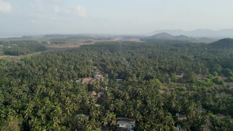 coconut tree farming alibaug near at beach drone shot