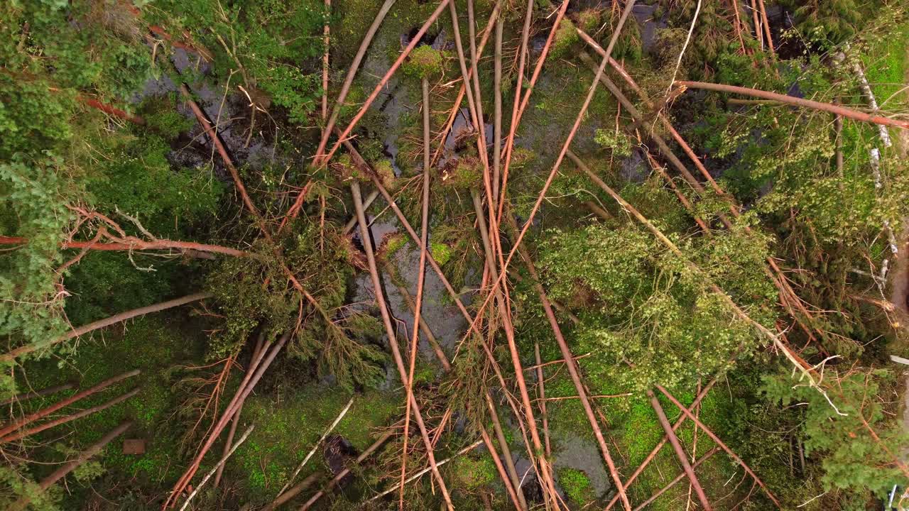 주거 도로 근처에 쓰러진 나무와 함께 사이클론 후의 드론 뷰, 어