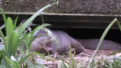 Nutria-De-Pelo-Liso-A-La-Entrada-De-Su-Madriguera---Primer-Plano