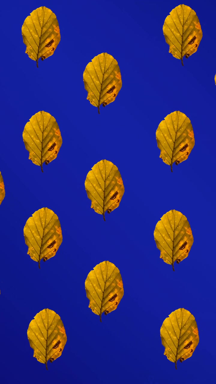 Animation of rows of autumn yellow leaves on blue background