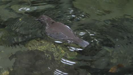 brown dipper swimming in clear stream and diving underwater foraging for invertebrates