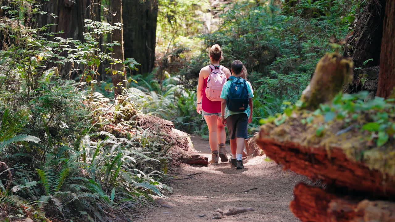 A family walk in the forest discovering peace and tranquility