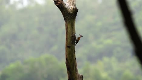 Pelatuk-Besi-Oder-Dinopium-Javanense-Oder-Specht,-Der-Am-Baum-Pickt-Und-Hängt