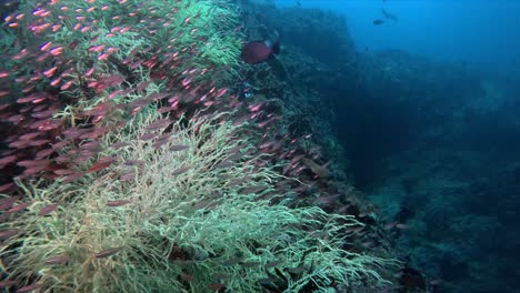 un grupo de pequeños peces se esconde en el coral blando de un arrecife en indonesia.