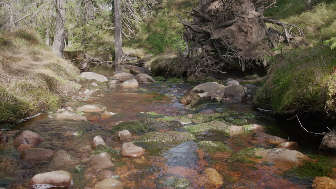 Shallow forest stream with colorful rocks and mossy stones flowing under a fallen tree, capturing the untouched beauty and quiet resilience of nature's cycles in early spring light