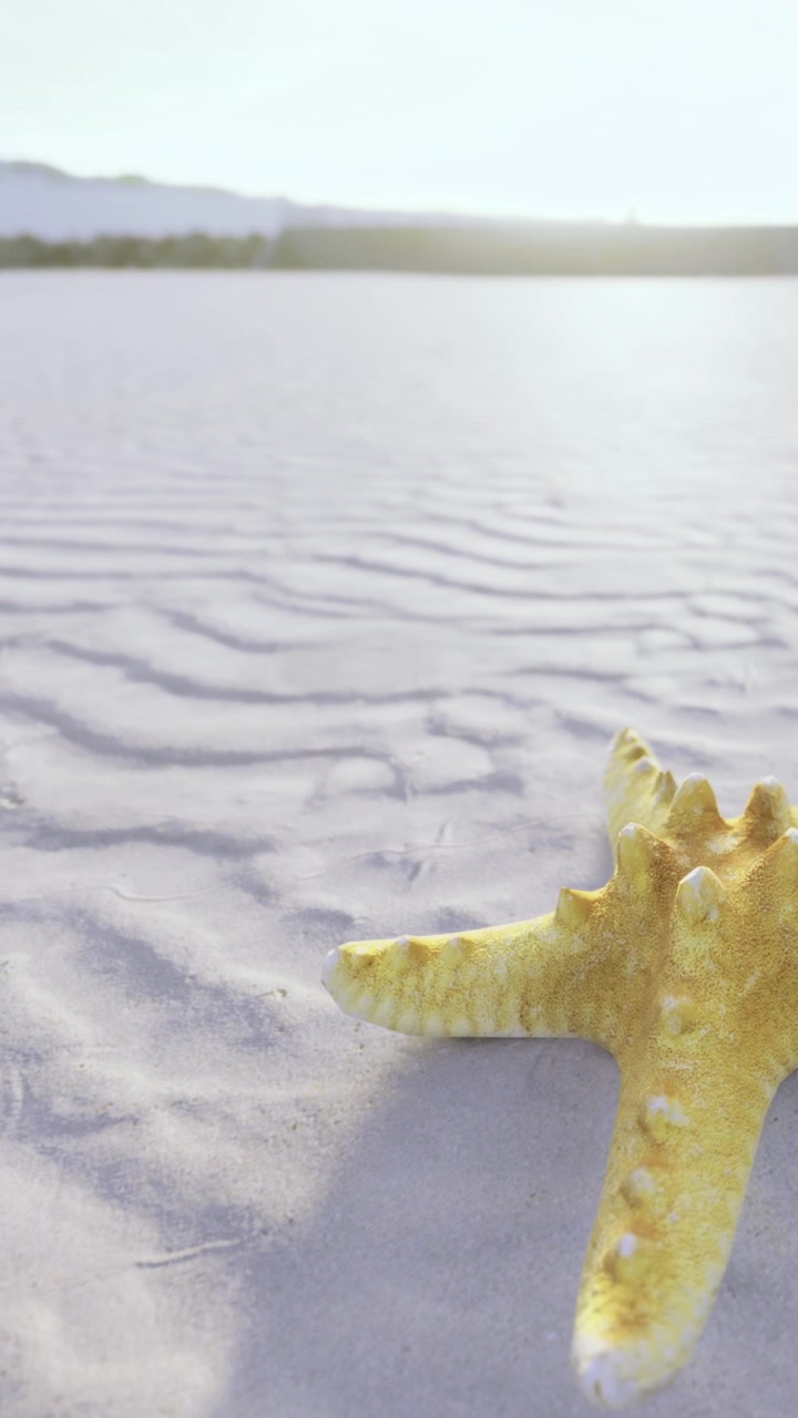 Starfish on sandy beach during sunset with distant hills in background