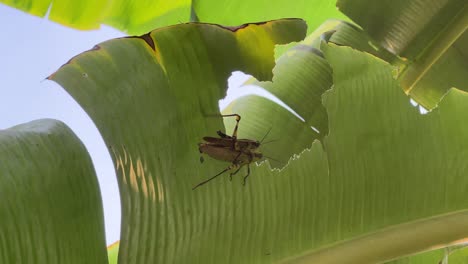 ciclo de vida, dos saltamontes javaneses, valanga nigricornis apareándose en una hoja de plátano rota en un hermoso día de verano con hojas meciéndose en el viento ventoso, visto en malasia sureste de asia