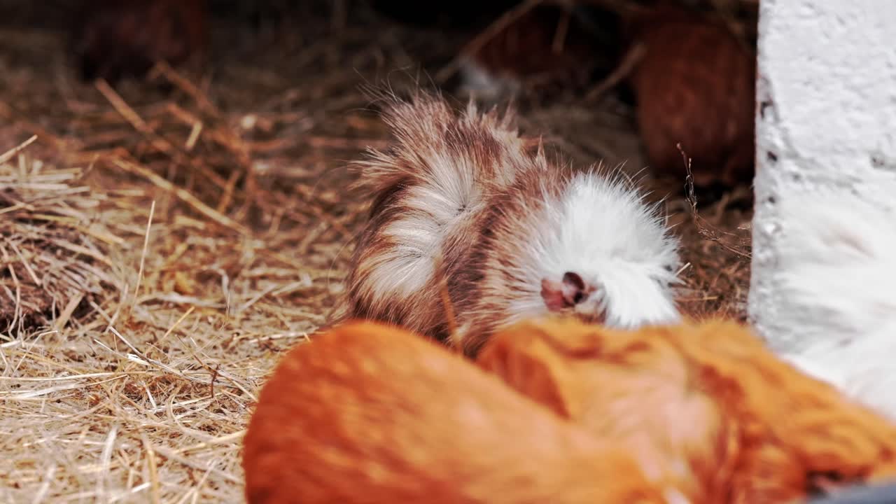Guinea pigs in a pen with straw