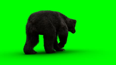 walking bear. green screen realistic animation.