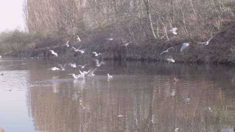 Gulls-gathering-on-water